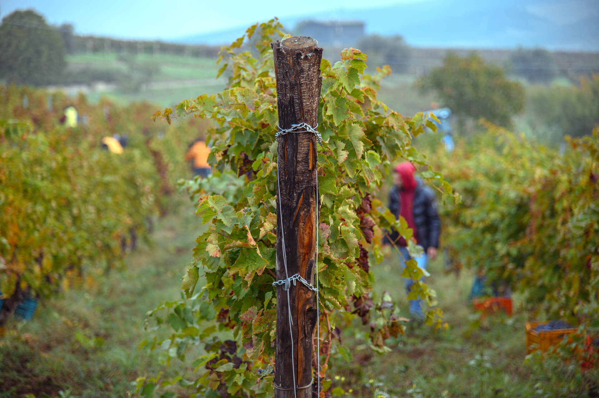 vitigno-aglianico